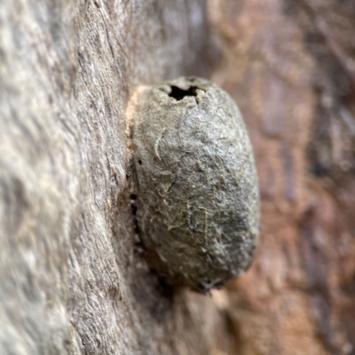 Opodiphthera sp. (genus) (A gum moth) at Cuumbeun Nature Reserve - 20 Apr 2024 by Hejor1