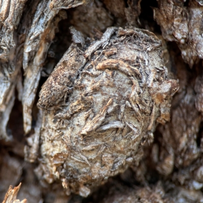 Lepidoptera unclassified IMMATURE (caterpillar or pupa or cocoon) at Cuumbeun Nature Reserve - 20 Apr 2024 by Hejor1