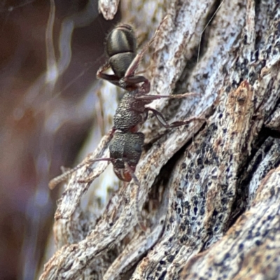 Rhytidoponera tasmaniensis at Cuumbeun Nature Reserve - 20 Apr 2024 by Hejor1