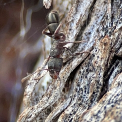 Rhytidoponera tasmaniensis at Cuumbeun Nature Reserve - 20 Apr 2024 by Hejor1