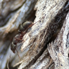 Rhytidoponera tasmaniensis at QPRC LGA - 20 Apr 2024