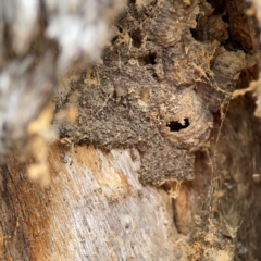 Apocrita (suborder) Nest (Unidentified wasp nest) at QPRC LGA - 20 Apr 2024 by Hejor1