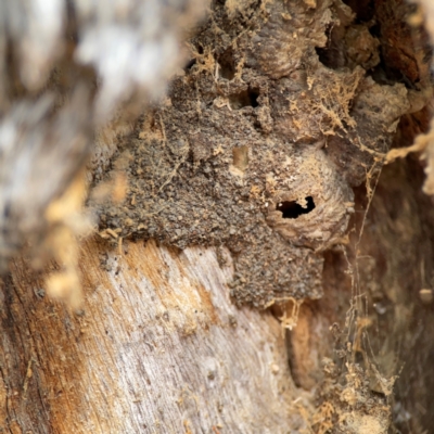 Apocrita (suborder) Nest (Unidentified wasp nest) at QPRC LGA - 20 Apr 2024 by Hejor1
