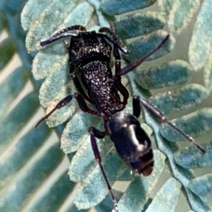 Rhytidoponera sp. (genus) at QPRC LGA - 20 Apr 2024