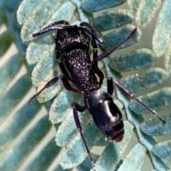 Rhytidoponera sp. (genus) (Rhytidoponera ant) at Carwoola, NSW - 20 Apr 2024 by Hejor1