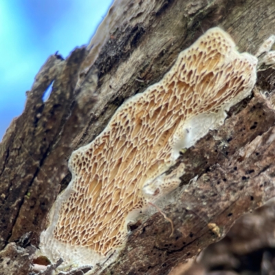 zzz puzzles on wood at Cuumbeun Nature Reserve - 20 Apr 2024 by Hejor1