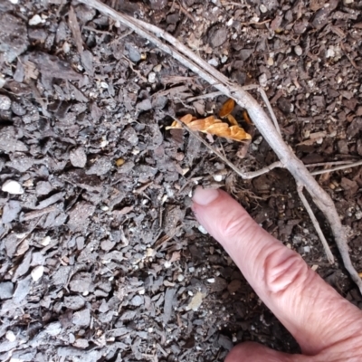 Unidentified Stick insect (Phasmatodea) at Greenleigh, NSW - 20 Apr 2024 by LyndalT