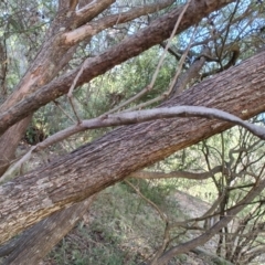 Acrophylla titan at QPRC LGA - 20 Apr 2024