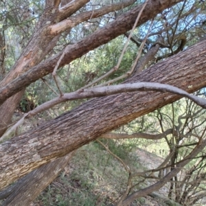 Acrophylla titan at QPRC LGA - 20 Apr 2024