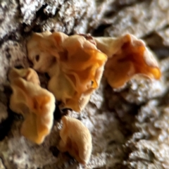 Unidentified Other non-black fungi  at Carwoola, NSW - 20 Apr 2024 by Hejor1