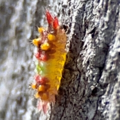 Doratifera oxleyi (Painted Cup Moth) at Cuumbeun Nature Reserve - 20 Apr 2024 by Hejor1