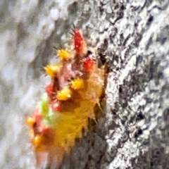 Doratifera oxleyi at QPRC LGA - 20 Apr 2024 10:31 AM