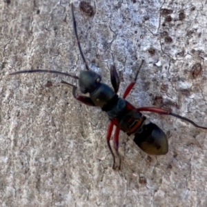 Daerlac cephalotes at QPRC LGA - 20 Apr 2024 10:35 AM