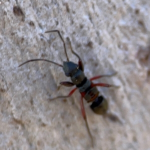 Daerlac cephalotes at QPRC LGA - 20 Apr 2024 10:35 AM