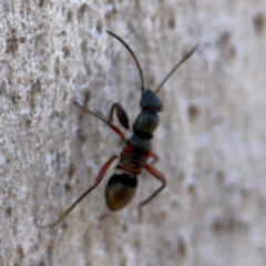 Daerlac cephalotes at QPRC LGA - 20 Apr 2024