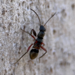 Daerlac cephalotes at QPRC LGA - 20 Apr 2024 10:35 AM