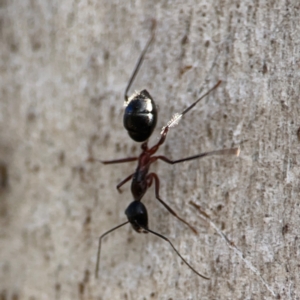 Camponotus intrepidus at Cuumbeun Nature Reserve - 20 Apr 2024