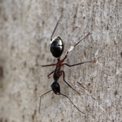 Camponotus intrepidus (Flumed Sugar Ant) at Cuumbeun Nature Reserve - 20 Apr 2024 by Hejor1