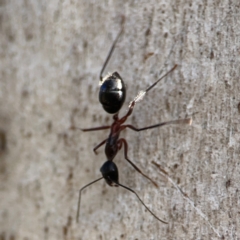 Camponotus intrepidus (Flumed Sugar Ant) at Cuumbeun Nature Reserve - 20 Apr 2024 by Hejor1