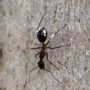 Camponotus intrepidus at suppressed by Hejor1