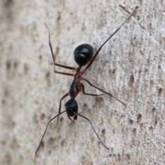 Camponotus intrepidus at Cuumbeun Nature Reserve - 20 Apr 2024