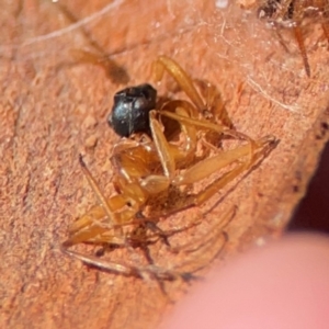 Camponotus sp. (genus) (A sugar ant) at QPRC LGA by Hejor1
