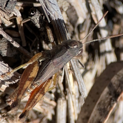 Phaulacridium vittatum (Wingless Grasshopper) at QPRC LGA - 20 Apr 2024 by Hejor1