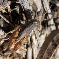 Phaulacridium vittatum (Wingless Grasshopper) at QPRC LGA - 20 Apr 2024 by Hejor1