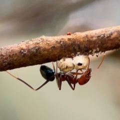 Iridomyrmex purpureus (Meat Ant) at Carwoola, NSW - 20 Apr 2024 by Hejor1