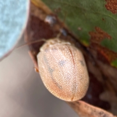 Paropsis atomaria (Eucalyptus leaf beetle) at Carwoola, NSW - 20 Apr 2024 by Hejor1