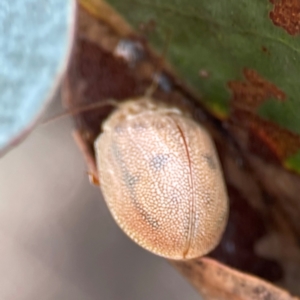 Paropsis atomaria (Eucalyptus leaf beetle) at QPRC LGA by Hejor1