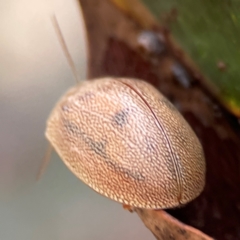 Paropsis atomaria at QPRC LGA - 20 Apr 2024 10:45 AM