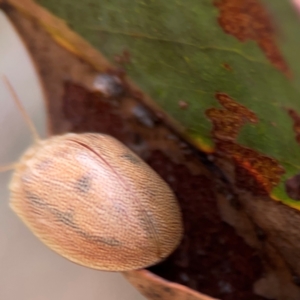 Paropsis atomaria at QPRC LGA - 20 Apr 2024 10:45 AM