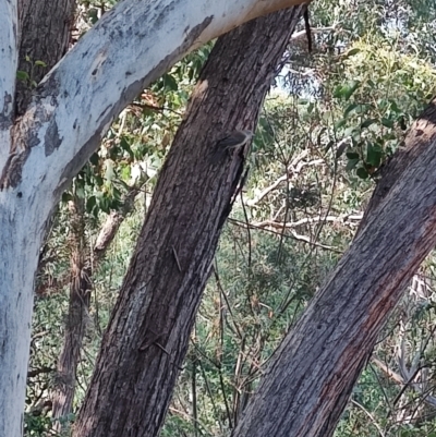 Colluricincla harmonica at Greenleigh, NSW - 19 Apr 2024 by LyndalT