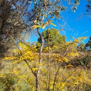 Gleditsia triacanthos at Mount Mugga Mugga - 20 Apr 2024 03:30 PM