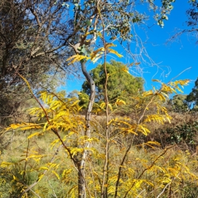 Gleditsia triacanthos at O'Malley, ACT - 20 Apr 2024 by Mike