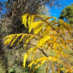 Gleditsia triacanthos at Mount Mugga Mugga - 20 Apr 2024 03:30 PM