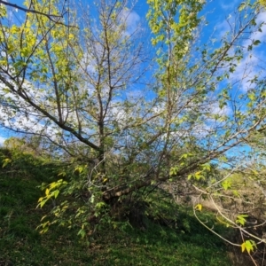 Acer negundo at O'Malley, ACT - 20 Apr 2024