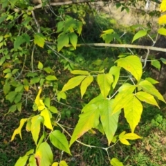 Acer negundo at O'Malley, ACT - 20 Apr 2024 03:15 PM