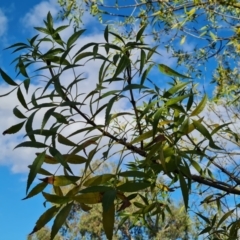 Fraxinus angustifolia subsp. angustifolia (Desert Ash) at O'Malley, ACT - 20 Apr 2024 by Mike