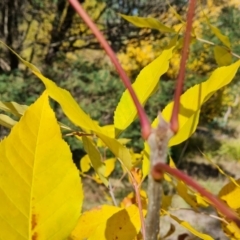 Fraxinus sp. (An Ash) at O'Malley, ACT - 20 Apr 2024 by Mike