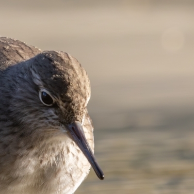 Actitis hypoleucos (Common Sandpiper) at TUG100: North-East Lake Tuggeronong - 20 Apr 2024 by rawshorty