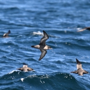 Ardenna tenuirostris at Bermagui, NSW - 24 Oct 2023