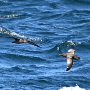 Ardenna tenuirostris at Bermagui, NSW - 24 Oct 2023