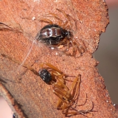 Euryopis umbilicata (Striped tick spider) at QPRC LGA - 20 Apr 2024 by Hejor1