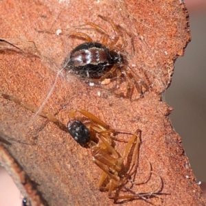Euryopis umbilicata (Striped tick spider) at QPRC LGA by Hejor1
