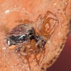 Euryopis umbilicata at QPRC LGA - 20 Apr 2024 10:41 AM