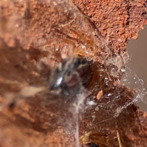 Euryopis umbilicata at QPRC LGA - 20 Apr 2024