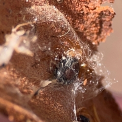 Euryopis umbilicata at QPRC LGA - 20 Apr 2024 10:41 AM