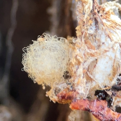 Australomimetus sp. (genus) (Unidentified Pirate spider) at Cuumbeun Nature Reserve - 20 Apr 2024 by Hejor1